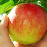 SEO and Freshness SEO and Freshness