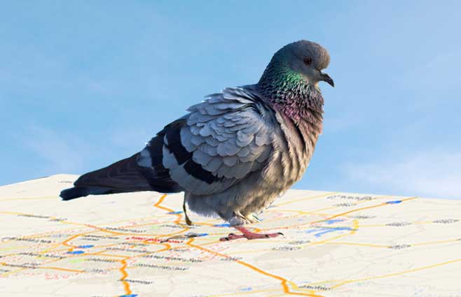 google pigeon update